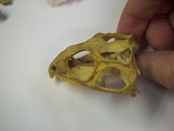 Media type: image;   Herpetology R-4702